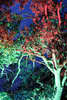 Foto Färgstarka träden 0002